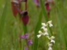 Anacamptis morio ssp. picta